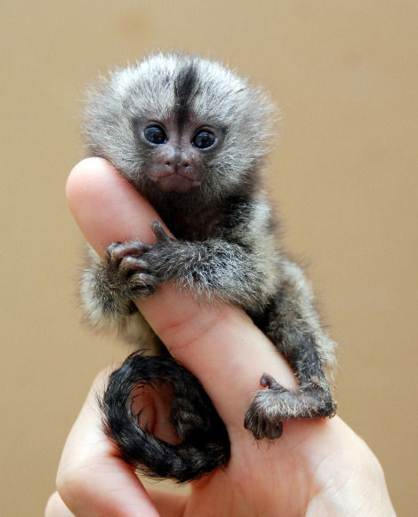 scimmia-nana-finger-monkeys-16.jpg