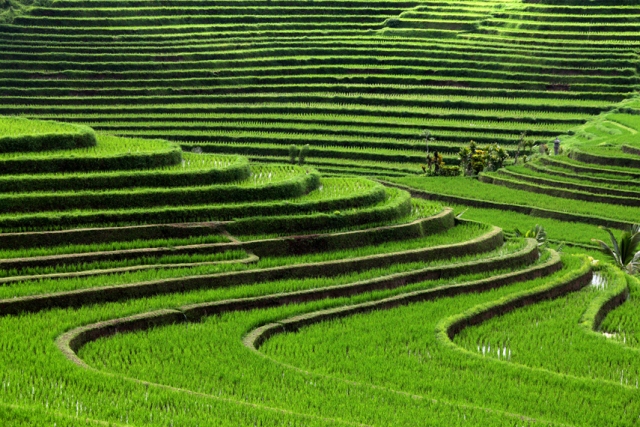 bali_rice_terraces