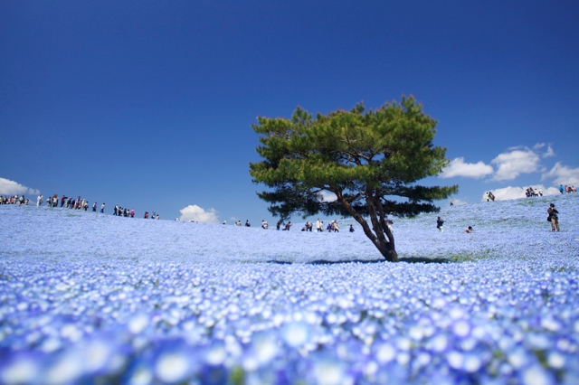 hitachi_seaside_park