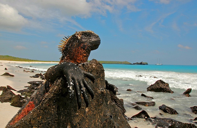 Viaggio alle Galapagos