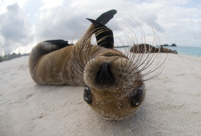 Viaggio alle Galapagos