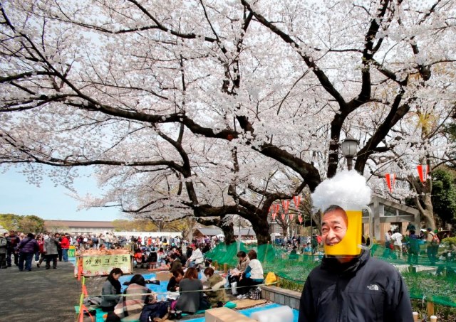 Japan Cherry Blossoms