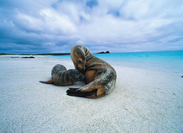 Foche alle Galapagos