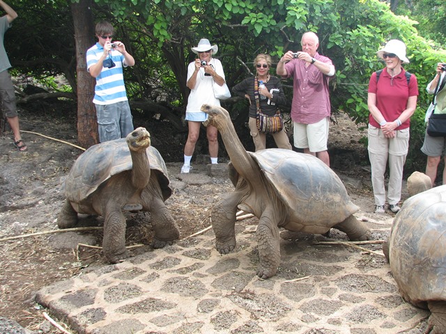 Tartarughe giganti alle Galapagos