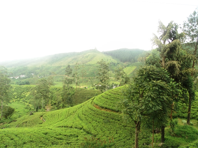 Sri Lanka, colline nuwara eliya